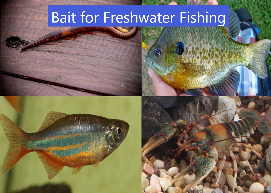 How to Catch and Keep Your Own Fishing Bait - Freshwater