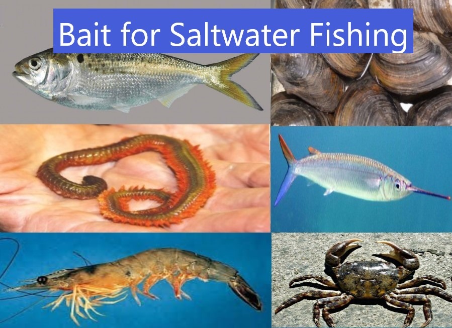 How to Catch and Keep Bait Saltwater Fishing 